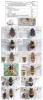 Volucella divers